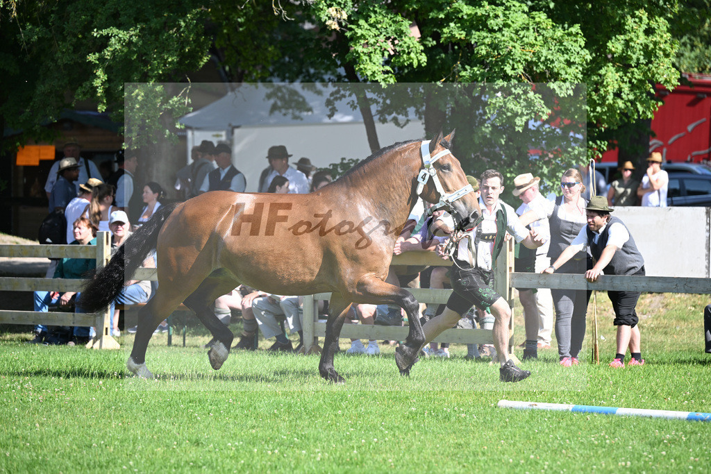 Kat-Nr. 4 Primel v. Rubino I_Gschmeissner_18250042 | hf-fotografie - Realisiert mit Pictrs.com