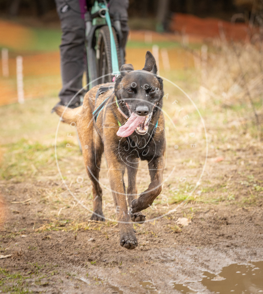 DV3A1011 | Hundefotografie, Tierfotograf, Pfotenfotografie, Fotoshooting Hund, Hunde Portrait, Hundesport, Hundeportraits, Heideshooting, Hunde, Sportfotograf, Hundefotograf, Turnierhundsport, THS,  - Realisiert mit Pictrs.com