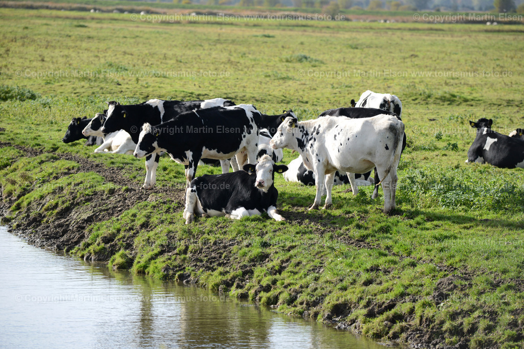 Freiburg Kühe_ELS_4619 | Freiburg an der Elbe - Aufnahmedatum: 25.10.2015, Aufnahmehöhe:  m, Koordinaten:  - , Bildgröße: 7360 x  4912 Pixel - Copyright 2015 by Martin Elsen, Kontakt: Tel.: +49 157 74581206, E-Mail: info@schoenes-foto.deSchlagwörter:Vogelkieker,Bus,Kinder,Vogel,Vögel,Gänse,Nonnengänse,Wildgänse,Zugvögel,Außendeich,KVG,Natur,Wildganstage, Foto - Realisiert mit Pictrs.com