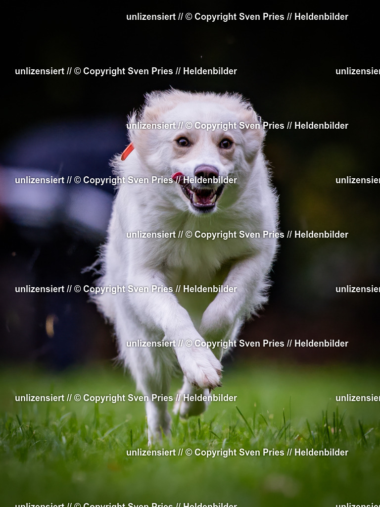 Sven Pries | 2024-10-19 - Hunderennen Ober-Grombach - Realisiert mit Pictrs.com