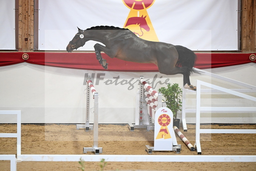 Kat.-Nr. 37 v. Tangelo van de Zuuthoeve_Beitzel_2251241 | hf-fotografie - Realizzato con Pictrs.com
