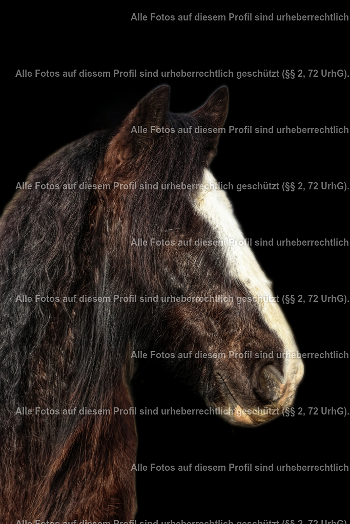 1727326423377_3 | krollfotografie - Realisiert mit Pictrs.com