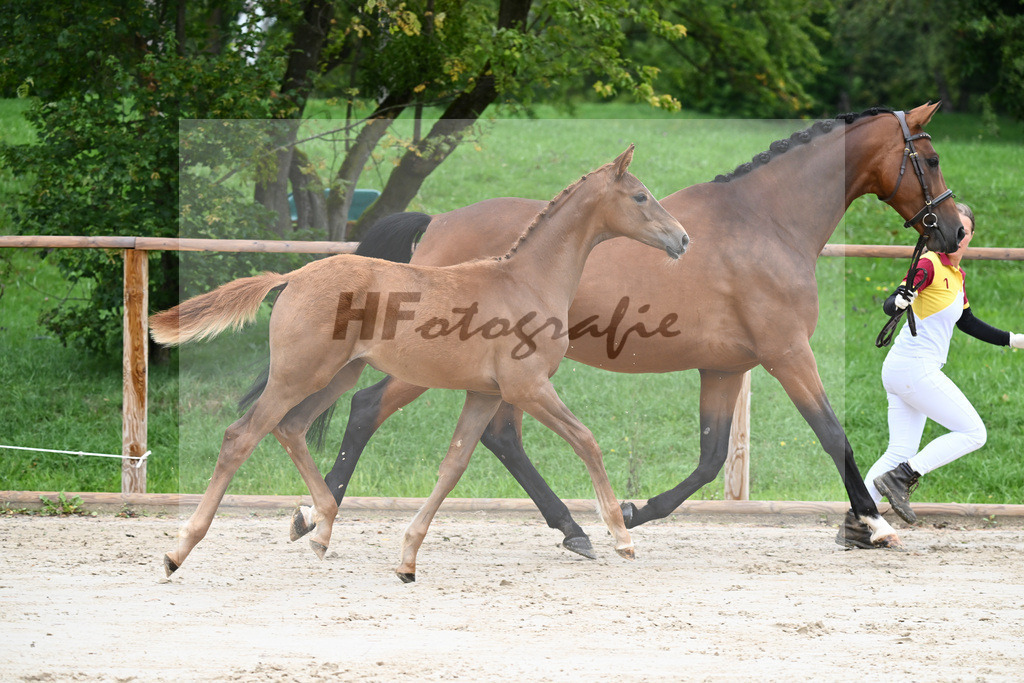 Kat-Nr. 2 SF Benicio_Schneider_25230026 | hf-fotografie - Realizzato con Pictrs.com