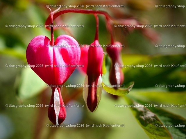 titusgraphy-P5077833_var-040 | Fotokunstarbeit aus der INSTAGRAM-Gallerie auf titusgraphy.eu - Realisiert mit Pictrs.com