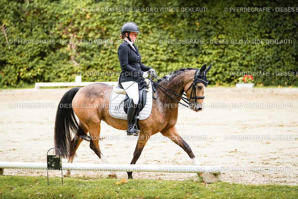 DSC02469 | Pferdegrafie