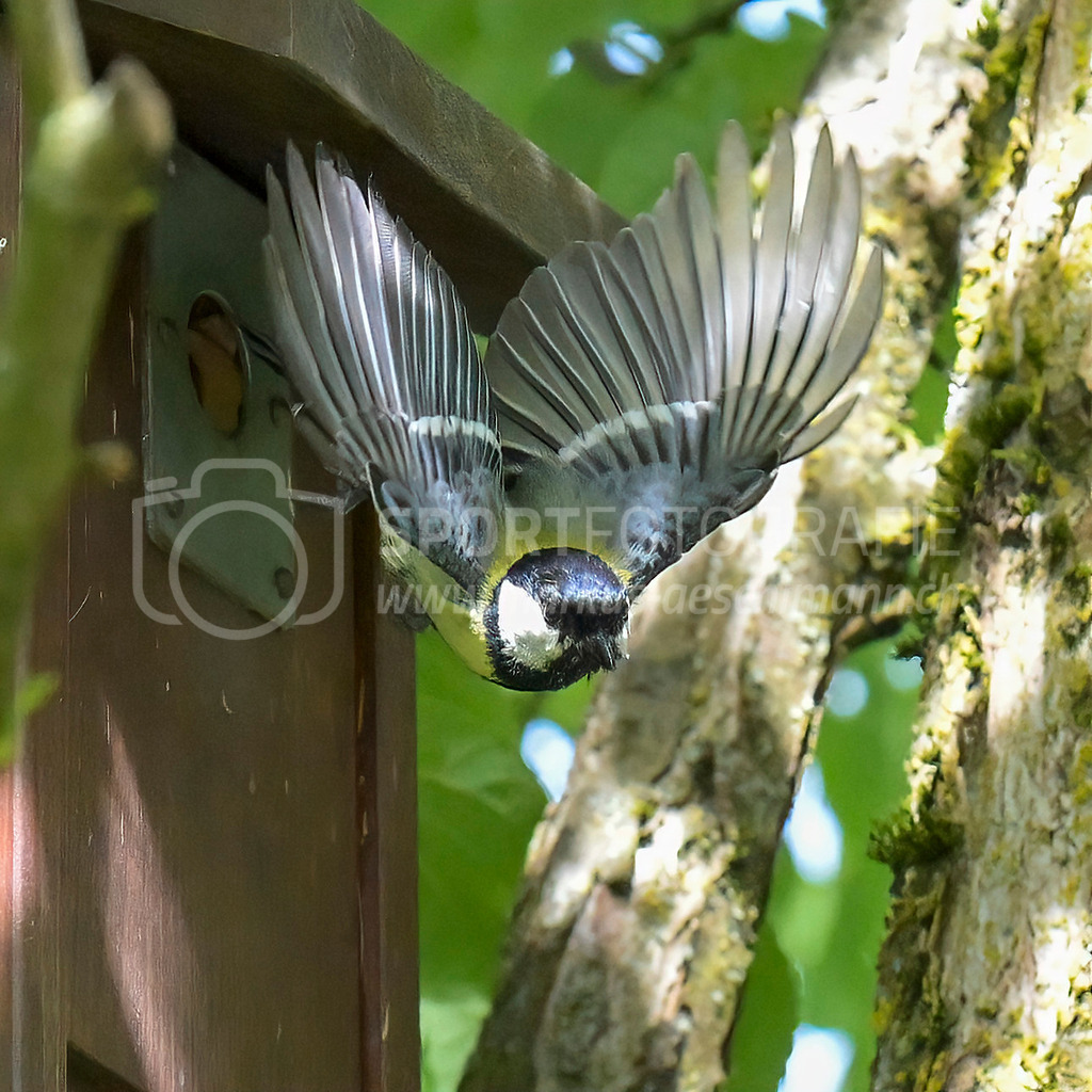 20240512_1023_AEM_nefti_4125-Bearbeitet | 12.05.2024 / , Neftenbach

Bild: Sportfotografie Markus Aeschimann | www.markus-aeschimann.ch - Realisiert mit Pictrs.com