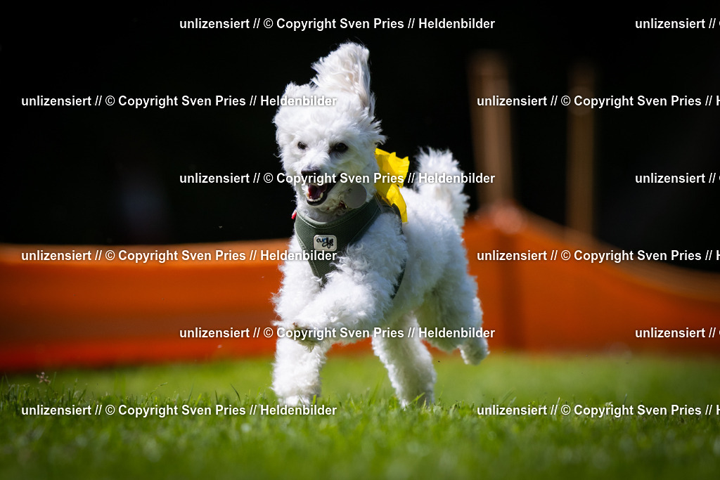 Sven Pries | 2025-08-10 - Hunderennen Durlach - Realisiert mit Pictrs.com