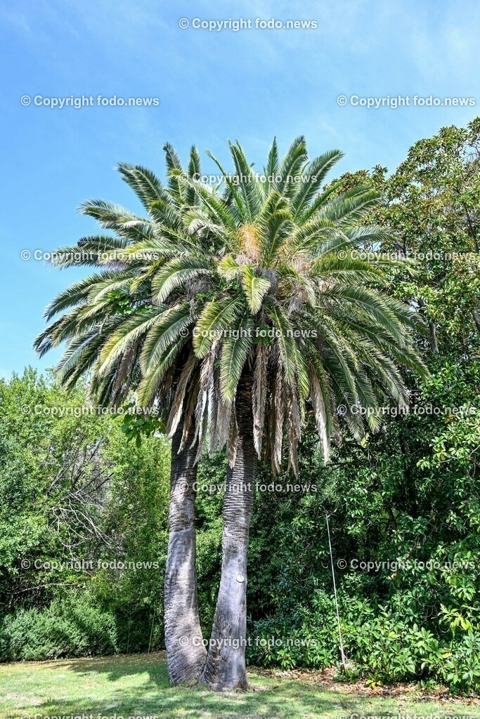 Arboretum von Trsteno_ Kroatien_ 11.10.2023-40 | 11.10.2023, Kroatien, HRV, Trsteno im Bild Arboretum, Trsteno, Hafen, Pflanzen, Brunnen, Neptunbrunnen, Wege, Palmen, Eukalyptus, Lorbeer, Kakteen, Zitrus, Oliven, Filmkulisse Game of Thrones

Das Arboretum von Trsteno befindet sich etwa 18 Kilometer nordwestlich der Stadt Dubrovnik im Sueden Kroatiens. Als einziges Arboretum an der oestlichen Adria-Kueste stellt es die aelteste Sammlung exotischer Baeume und Pflanzen des Landes dar.
Die Gartenanlage befindet sich entlang der Kuestenstraße zwischen den Ortschaften Orašac und Slano.
Quelle: Wikipedia