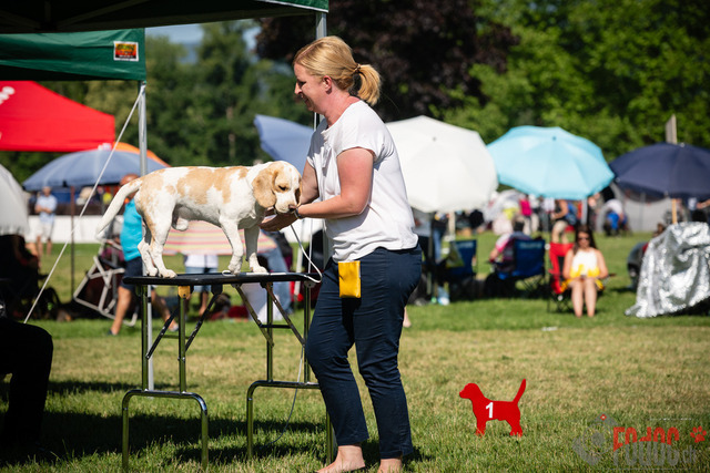 Dogshow CACIB Sonntag in Aarau | Dogshow CACIB Sonntag in Aarau. 25.06.2023 Foto: LeoWyden