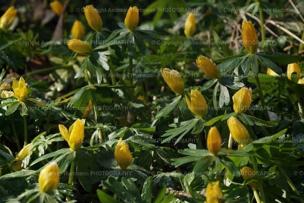 Winterlinge | Winterlinge - Realisiert mit Pictrs.com