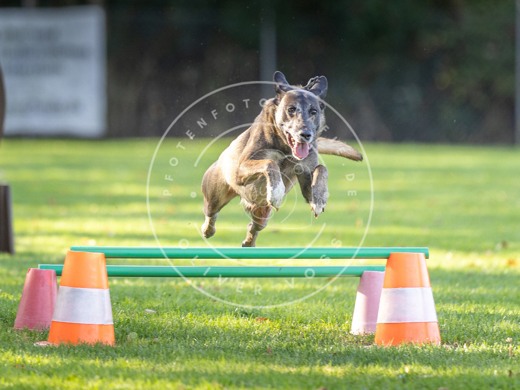 Pfotenfotografie.de_DV3A3651 | Hundefotografie, Tierfotograf, Pfotenfotografie, Fotoshooting Hund, Hunde Portrait, Hundesport, Hundeportraits, Heideshooting, Hunde, Sportfotograf, Hundefotograf, Turnierhundsport, THS, canicross - Realisiert mit Pictrs.com