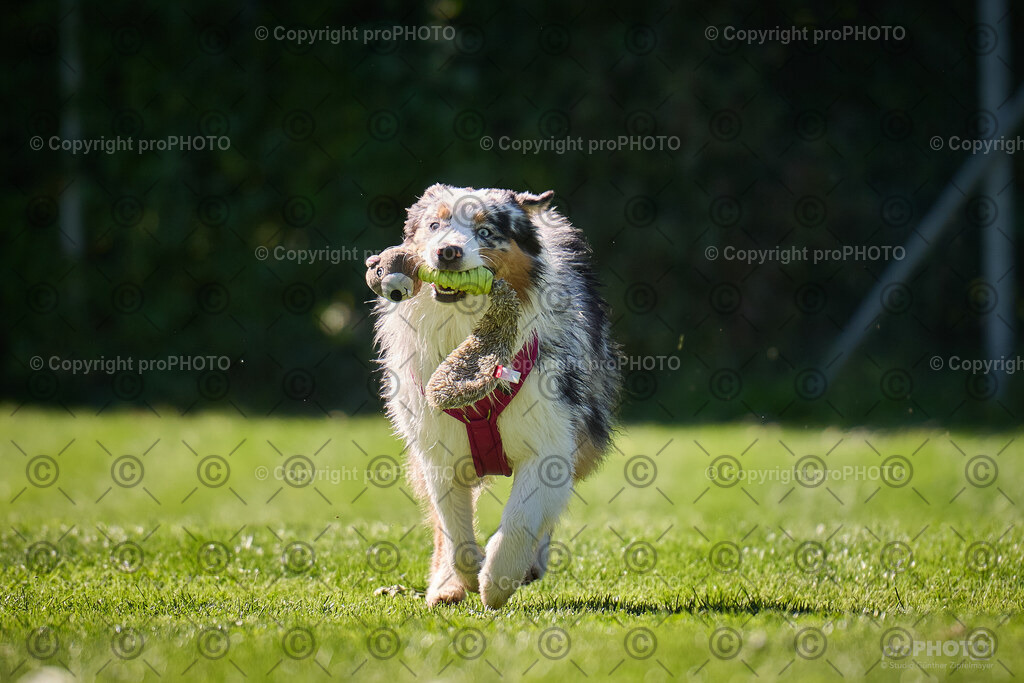 180_202509_4Hundebadetag_NZ9_2713 | proPHOTO - Realisiert mit Pictrs.com