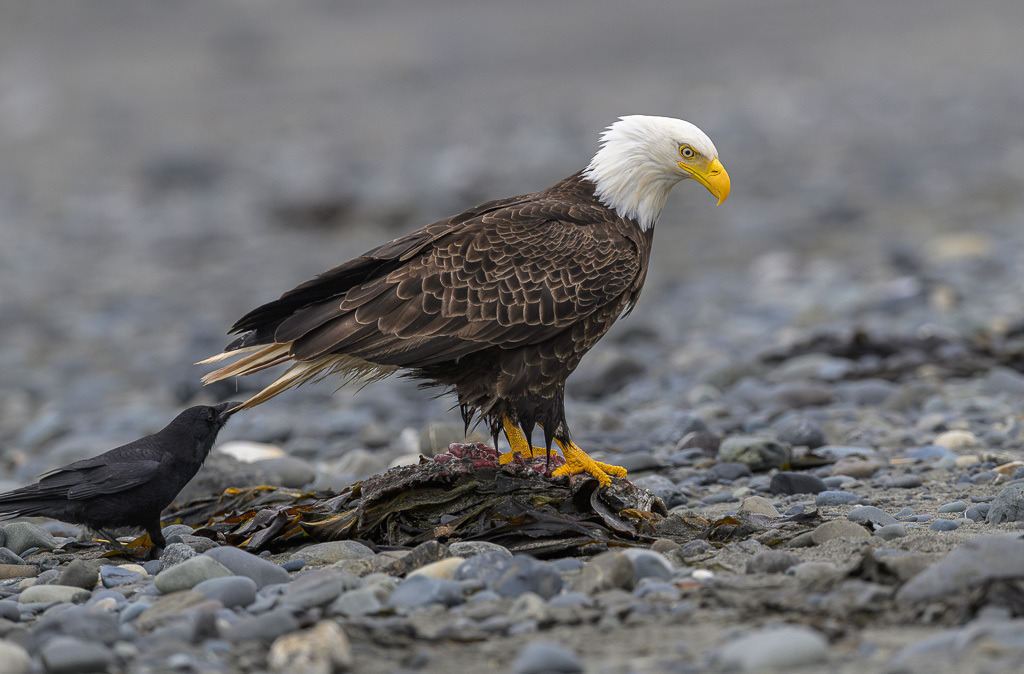 Alaska | Anchor Pont. Weißkopfseeadler am Strand. - Realisiert mit Pictrs.com
