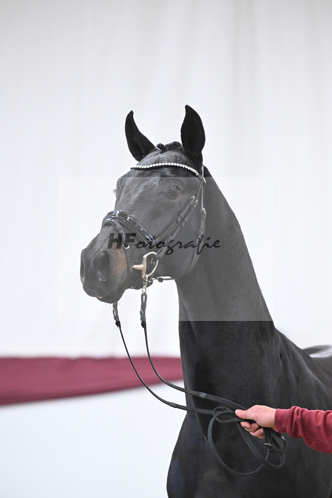 Kat-Nr. 112 Fynch Hatton x Damon Hill_Sibille Hachtel_47253358 | hf-fotografie - Realisiert mit Pictrs.com