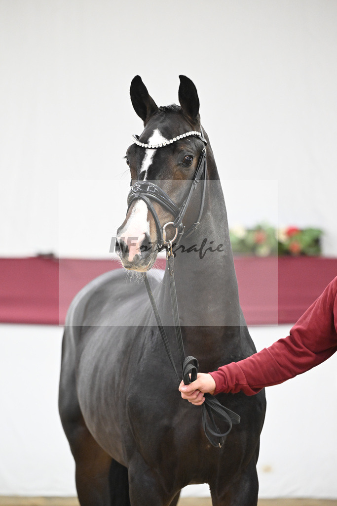 Kat-Nr. 33 Negro x Quaterback_Stefan Holtwiesche_47251121 | hf-fotografie - Realisiert mit Pictrs.com