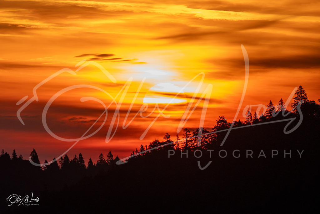 20240922_072641_SA933672_AlexWoods_FullSize-2 | Alex Woods Photography