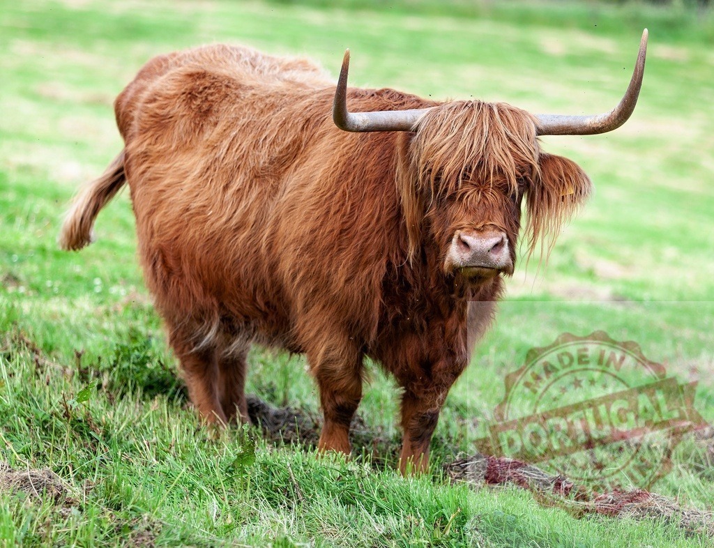 Highland cow standing in green pasture looking forward | Highland cattle grazing on green grass in the Scottish countryside - Realisiert mit Pictrs.com