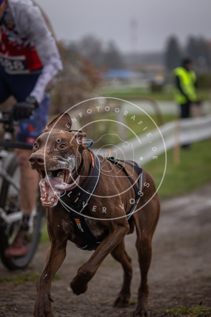CaniXpix_0L8A1019 | Hundefotografie, Tierfotograf, Pfotenfotografie, Fotoshooting Hund, Hunde Portrait, Hundesport, Hundeportraits, Heideshooting, Hunde, Sportfotograf, Hundefotograf, Turnierhundsport, THS,  - Realisiert mit Pictrs.com