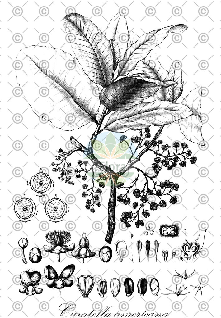 HistAbb_wfo-0000366201_1_ENZY_Simple | Historische Abbildung von Curatella americana - Dilleniaceae | Historical Illustration of Curatella americana - Dilleniaceae