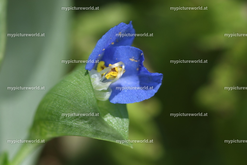 Gemeine Tagblume-001 | Das Bilderarchiv über Tiere, Planzen und Landschaften. In der Bilddatenbank finden Sie ein große Auswahl an hochwertigen Bilder für Ihre Werbung - Realisiert mit Pictrs.com