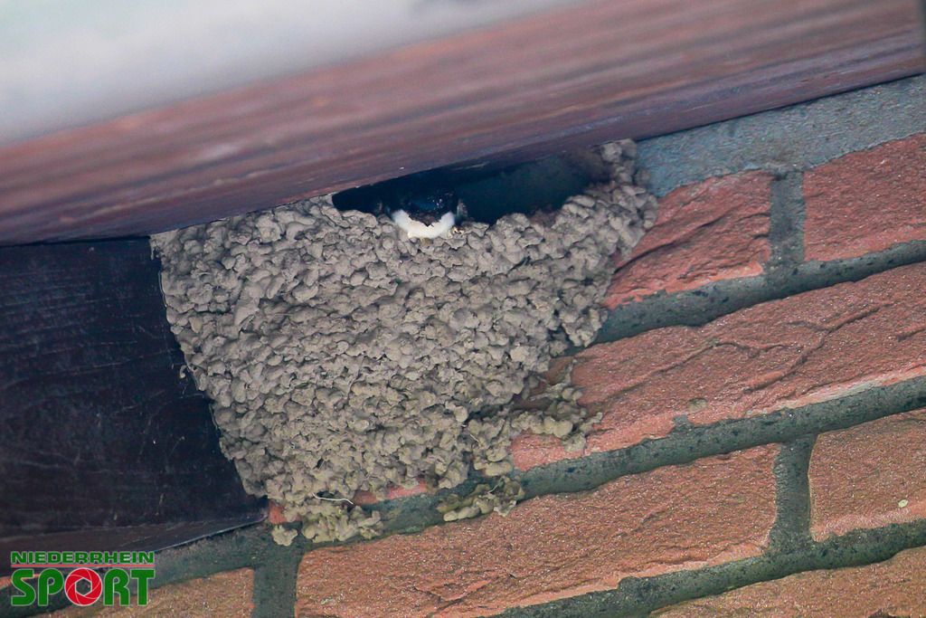 Mehlschwalben_bei_Otto11062025_007 | Bildergalerie von Sport-Ereignissen aber auch von weiteren spannenden Dingen - nicht nur vom Niederrhein. In Anlehnung an den bekannten Spruch von Hanns Dieter Hüsch heißt das Motto: "Niederrhein ist überall".  - Realisiert mit Pictrs.com