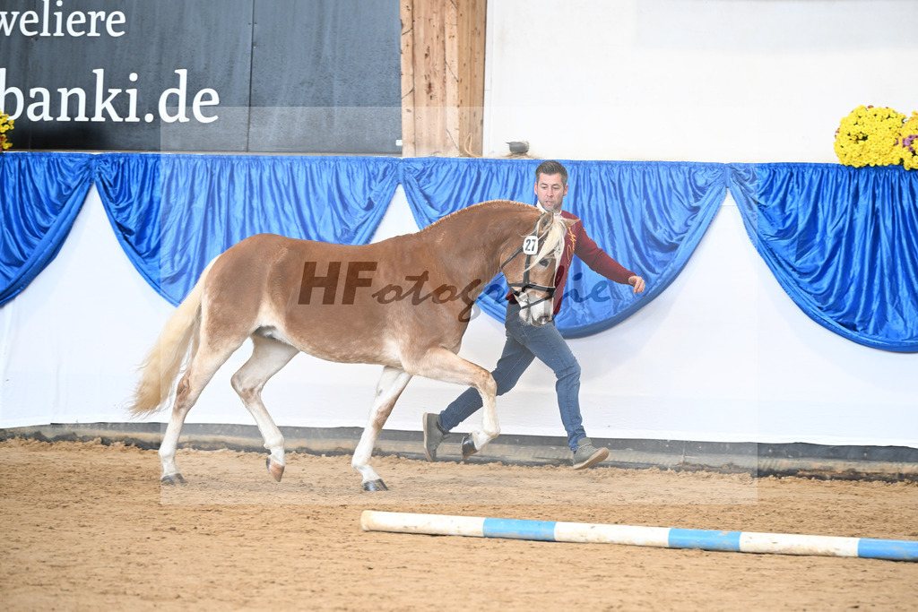 Kat-Nr. 27 Starkuri L v. Starino I_ZG Leeling_48251063 | hf-fotografie - Realisiert mit Pictrs.com