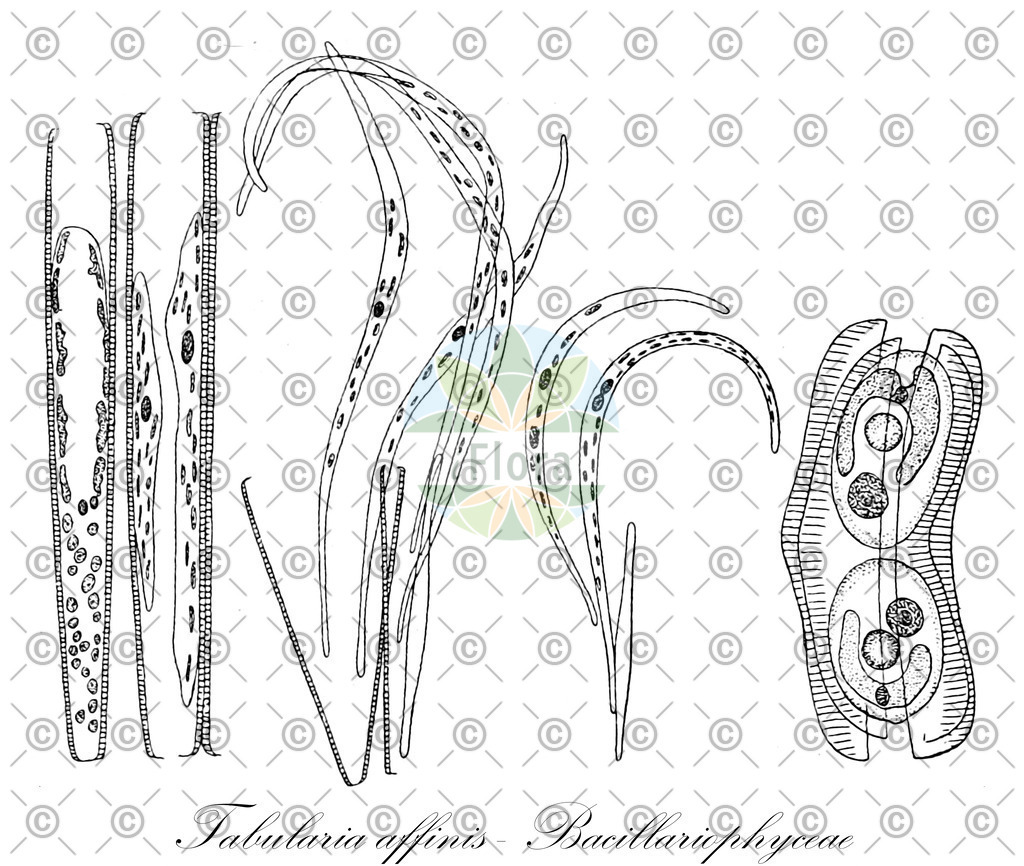 HistAbb_wfo-0000567722_2_ENZY_Simple | Historische Abbildung von Tabularia affinis - Bacillariophyceae - | Historical Illustration of Tabularia affinis - Bacillariophyceae - 