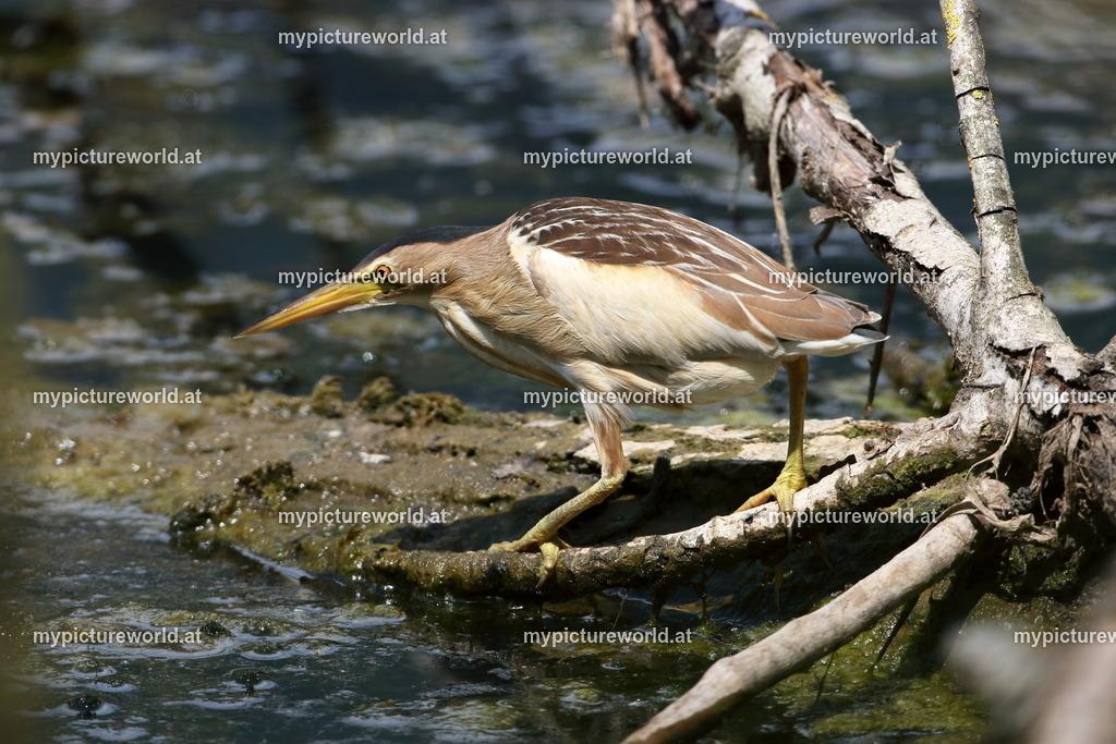 Zwergdommel-040 | Das Bilderarchiv über Tiere, Planzen und Landschaften. In der Bilddatenbank finden Sie ein große Auswahl an hochwertigen Bilder für Ihre Werbung - Realized with Pictrs.com