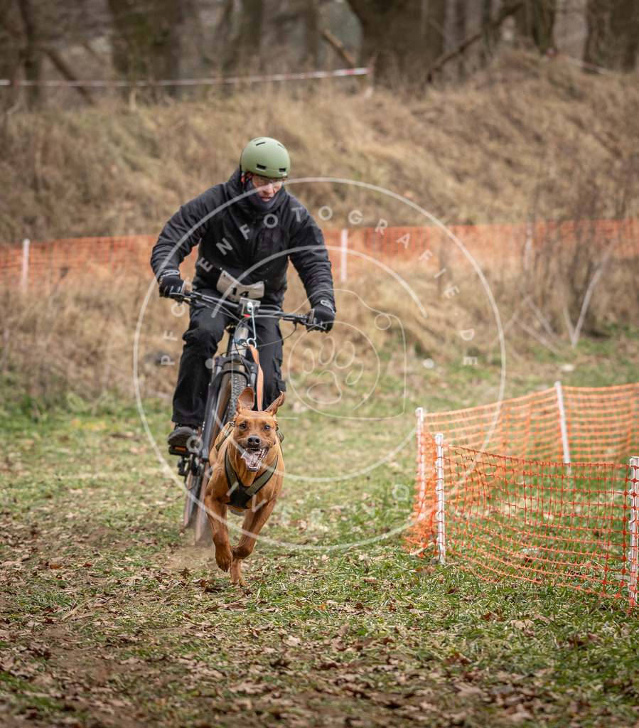 Pfotenfotografie_DV3A6819 | Hundefotografie, Tierfotograf, Pfotenfotografie, Fotoshooting Hund, Hunde Portrait, Hundesport, Hundeportraits, Heideshooting, Hunde, Sportfotograf, Hundefotograf, Turnierhundsport, THS,  - Realisiert mit Pictrs.com