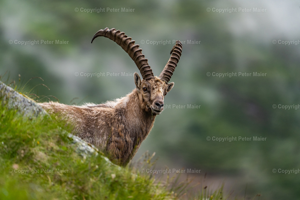 Wanderung zu den Steinböcken NPHT-19 | piet_flosse