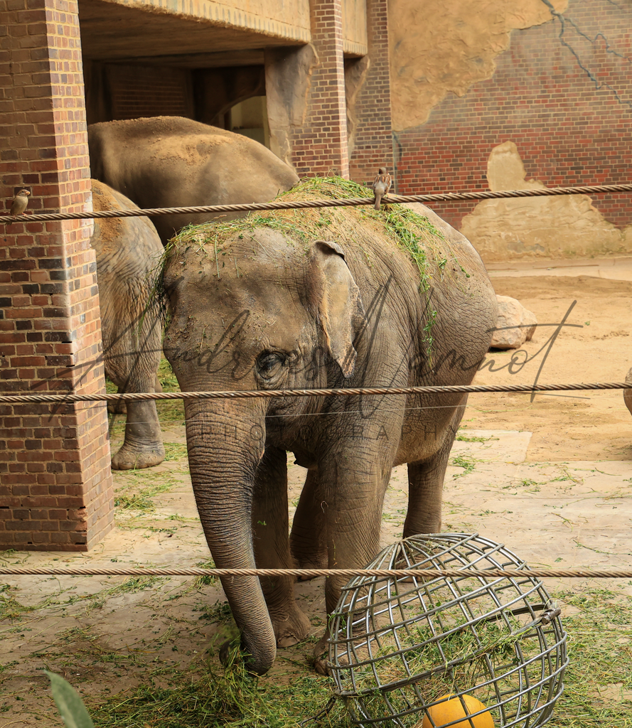 Junger Elefant | Zoobesuch Leipzig 2022 - Realisiert mit Pictrs.com