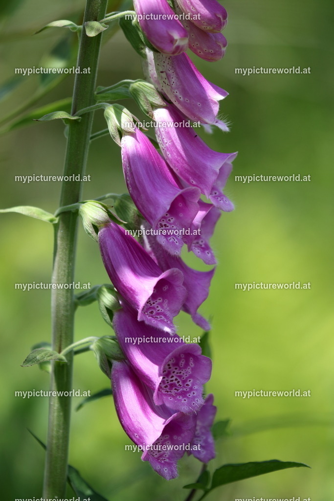 Roter Fingerhut-004 | Das Bilderarchiv über Tiere, Planzen und Landschaften. In der Bilddatenbank finden Sie ein große Auswahl an hochwertigen Bilder für Ihre Werbung - Realisiert mit Pictrs.com