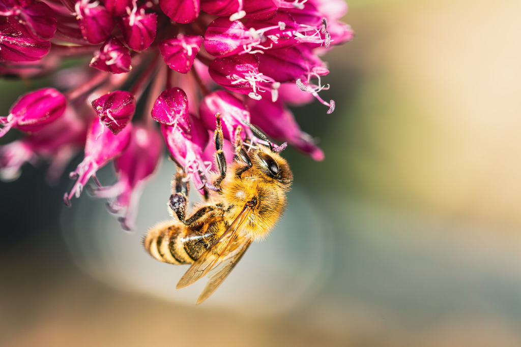 Honigbiene | Eine Honigbiene sammelt Nektar an einer Blüte.