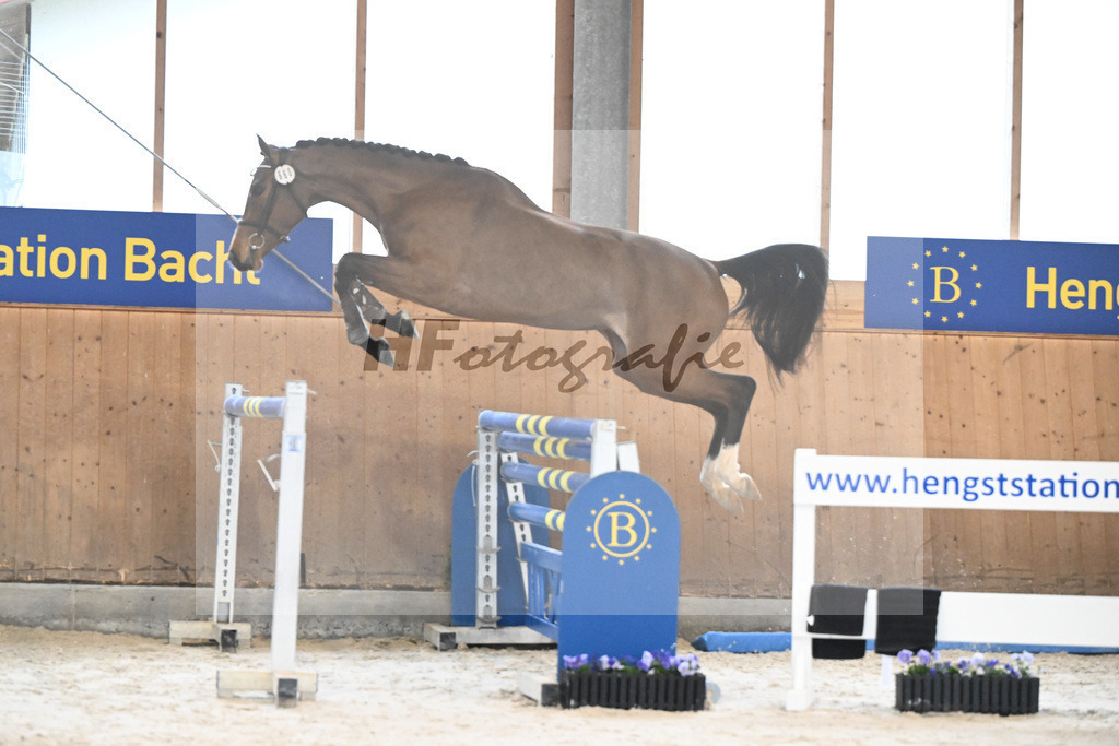 Kat-Nr. 99 Gschloessls Que Sera v. Vingino_Schmid-Gschloessl_7240136 | hf-fotografie - Realisiert mit Pictrs.com