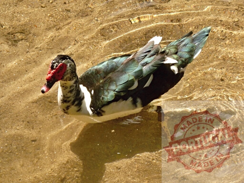 Muscovy duck paddling in clear shallow water | Muscovy duck swimming in clear shallow water on a sunny day - Realized with Pictrs.com