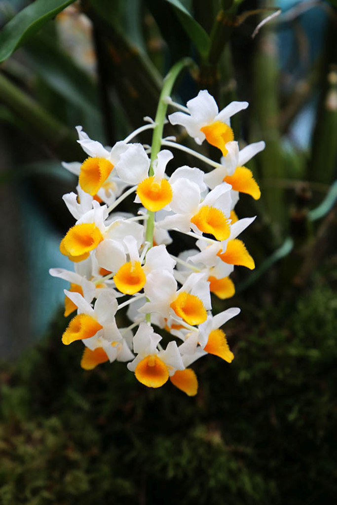 Orchideenschau im Botanischen Garten der Universität Leipzig | Entdecke über 20 Kategorien Leipzig-Motive: Foto-Downloads, hochwertige Poster, Leinwand- & Fine-Art-Prints. Jetzt Lieblingsfoto im Bildlexikon Leipzig Shop bestellen!