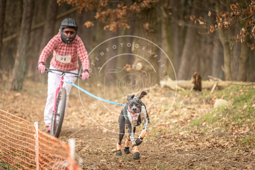Pfotenfotografie_DV3A4179 | Hundefotografie, Tierfotograf, Pfotenfotografie, Fotoshooting Hund, Hunde Portrait, Hundesport, Hundeportraits, Heideshooting, Hunde, Sportfotograf, Hundefotograf, Turnierhundsport, THS,  - Realisiert mit Pictrs.com