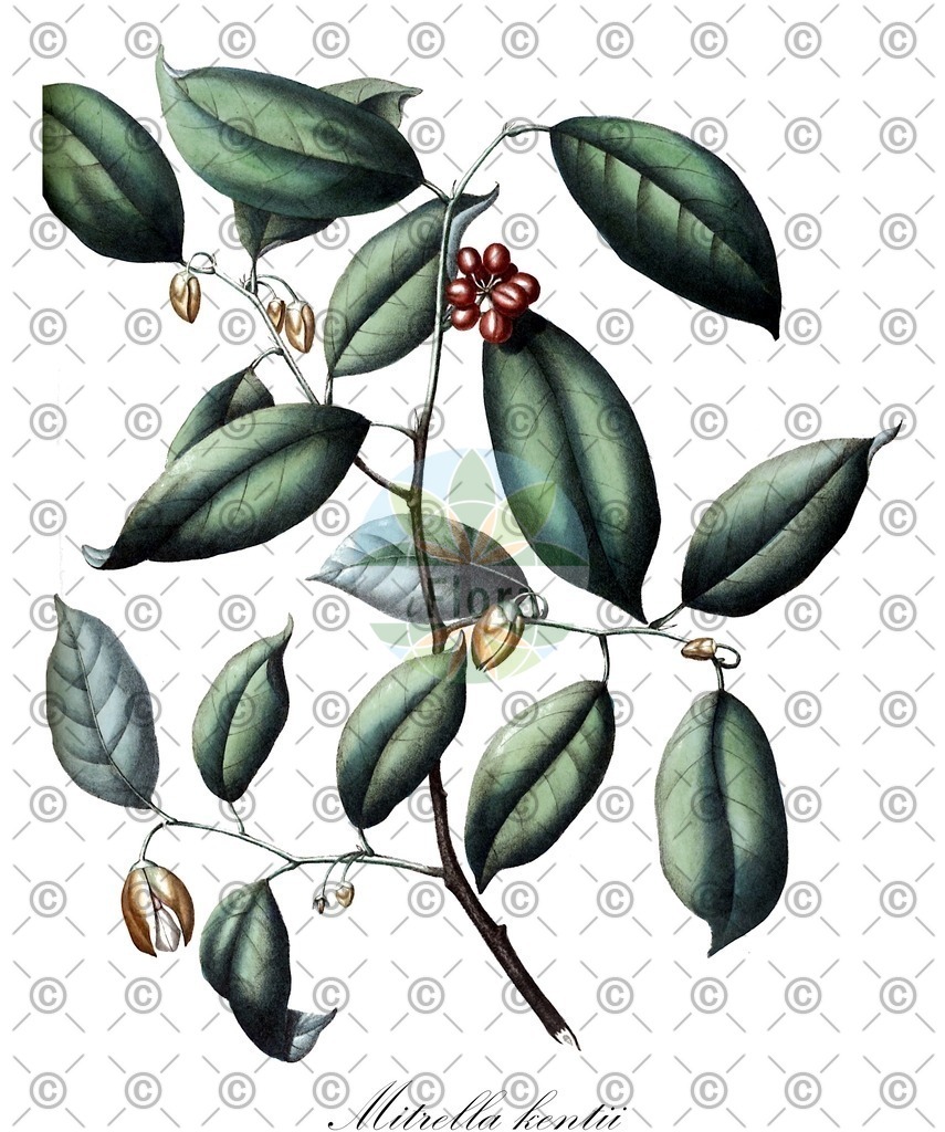 HistAbb_wfo-0000371121_1_ENZY_Simple | Historische Abbildung von Mitrella kentii - Annonaceae | Historical Illustration of Mitrella kentii - Annonaceae