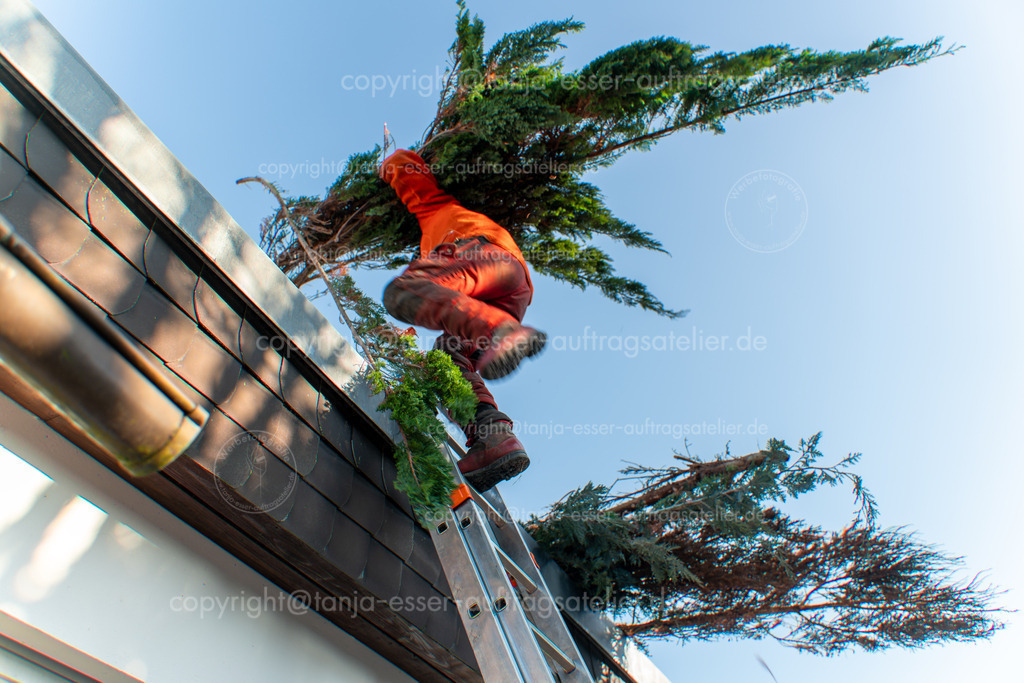 Ein Gärtner transportiert eine gefällte Konifere aus dem Garten über das Dach eines Hauses und steigt mit dem Baum auf der Schulter eine Leiter hinauf. Bewegungsunschärfe.  | Ein Gärtner transportiert eine gefällte Konifere aus dem Garten über das Dach eines Hauses und steigt mit dem Baum auf der Schulter eine Leiter hinauf. Bewegungsunschärfe. 