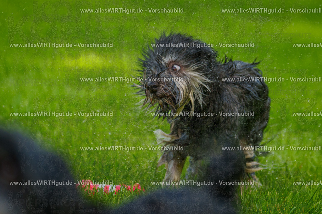 Hundeschwimmen_Grefrath_2026-allesWIRTHgut_Tierfotografie-13_13-7R508347 | Professionelle Tierfotografie in Mönchengladbach von Daniel Wirth (allesWIRTHgut). Liebevolle & natürliche Bilder von Hunden & Katzen für unvergessliche Erinnerungen.
