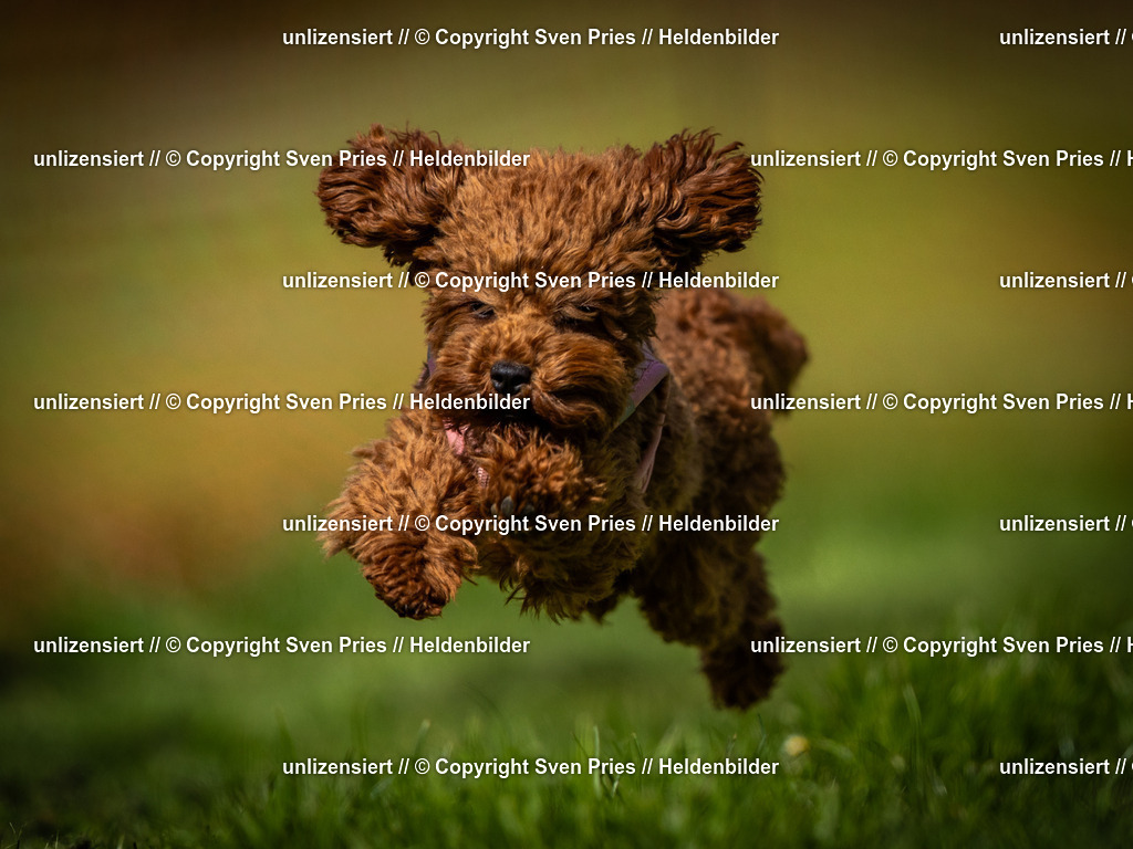 Sven Pries | 2025-04-13 - Hunderennen Baden-Baden - Realisiert mit Pictrs.com