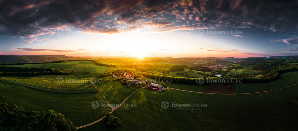 Kuchalb im Sonnenuntergang | löwenblicke | shop