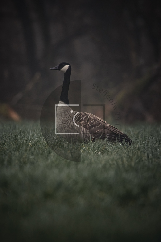 Kanadagans Wandbild | Ich bin Fotograf und auf meiner Webseite hast du die Möglichkeit meine fotografie als Wandbilder druckfertig für dein Zuhause zu bestellten. - Realisiert mit Pictrs.com