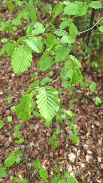 Hainbuchenlaub | Verkauf von Fotos und  Videoclips zumThema Natur.Motive sind Pflanzen, Tiere, Landschaftenund Wetter - Realisiert mit Pictrs.com