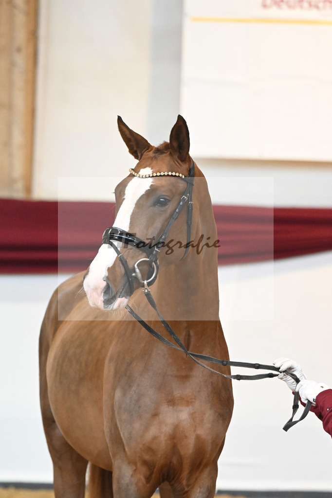 Kat-Nr. 5 v. Benicio_Wille_66221614 | hf-fotografie - Realisiert mit Pictrs.com