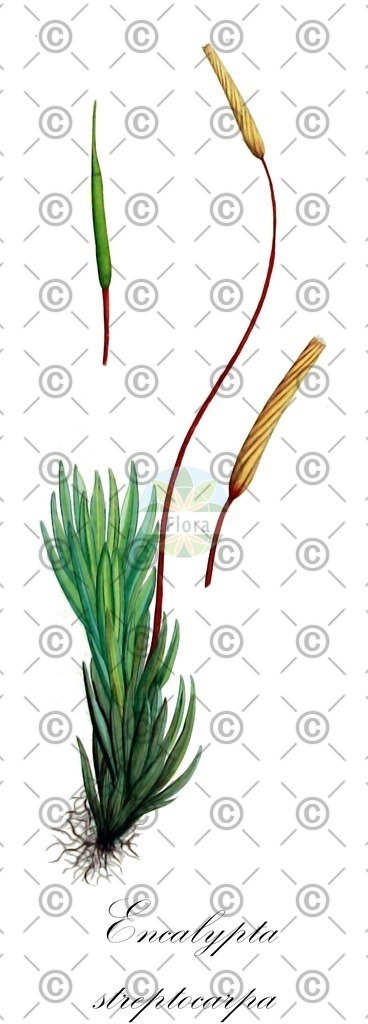HistAbb_wfo-0000131052_2_ENZY_Simple | Historische Abbildung von Encalypta streptocarpa - Encalyptaceae | Historical Illustration of Encalypta streptocarpa - Encalyptaceae