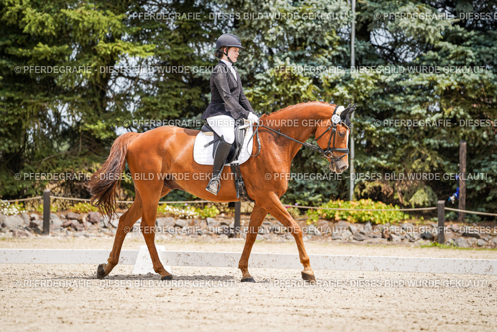 DSC03373 | Pferdegrafie