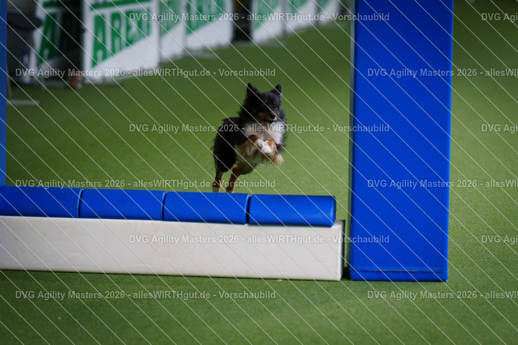 allesWIRTHgut_Tierfotografie-DVG_Agility_Masters_2026-12_05-7R507276 | Professionelle Tierfotografie in Mönchengladbach von Daniel Wirth (allesWIRTHgut). Liebevolle & natürliche Bilder von Hunden & Katzen für unvergessliche Erinnerungen.