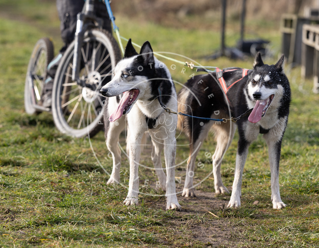 Pfotenfotografie_DV3A6830 | Hundefotografie, Tierfotograf, Pfotenfotografie, Fotoshooting Hund, Hunde Portrait, Hundesport, Hundeportraits, Heideshooting, Hunde, Sportfotograf, Hundefotograf, Turnierhundsport, THS,  - Realisiert mit Pictrs.com