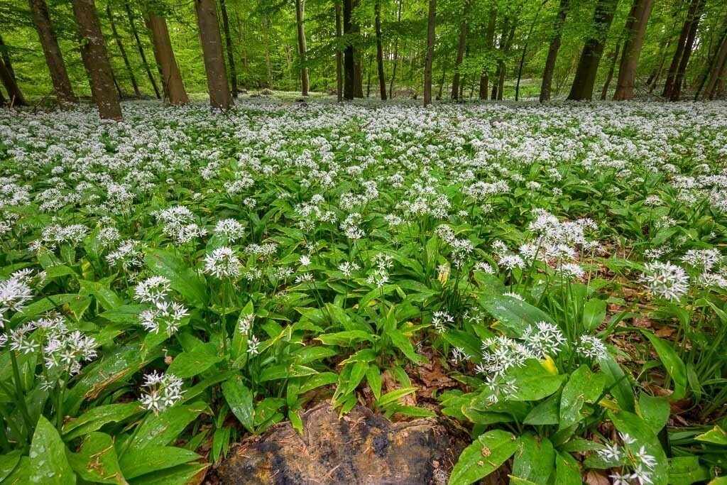 baerlauch-im-wald-von-kahleby-schleswig-holstein-04 | Blühender Bärlauch bildet im Wald von Kahleby im Mai einen dichten Teppich. - Realisiert mit Pictrs.com
